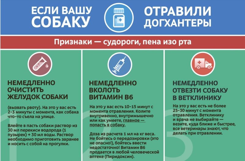 Изониазид отравление собак
