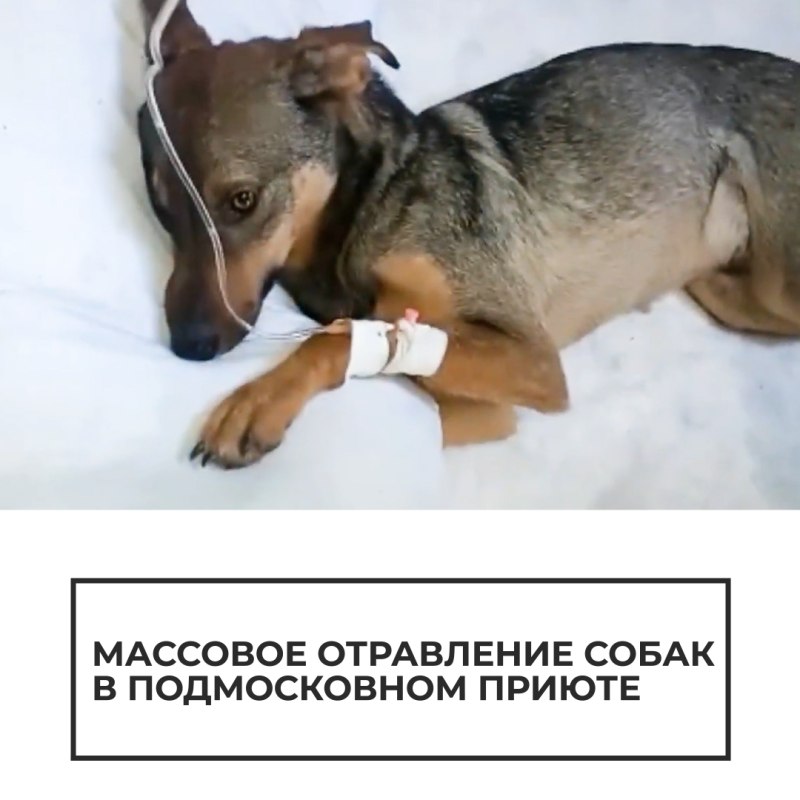 Геморрагический гастроэнтерит у собак