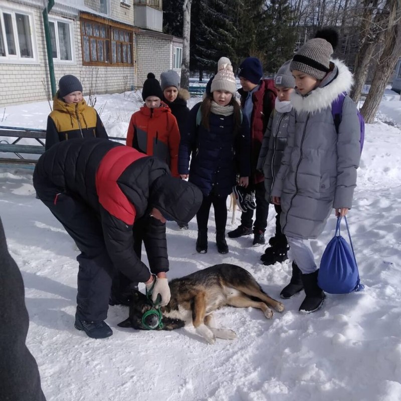 Пищевое отравление у собаки