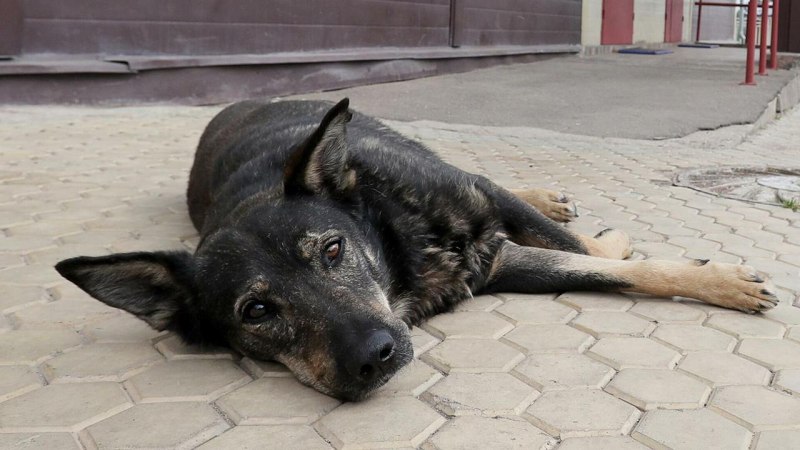 Собаки отравились в приюте