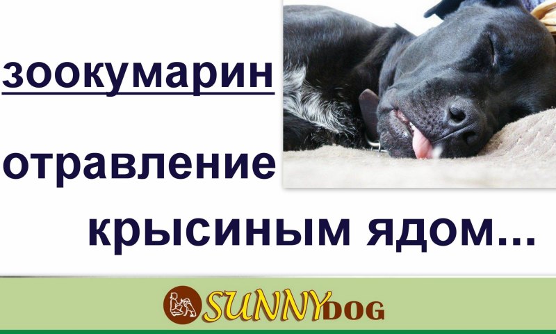 Собака пристроилась к ноге