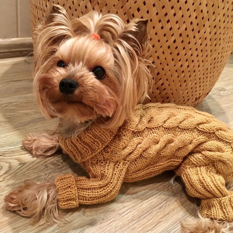 DEZZIE свитер для собак, 20 см