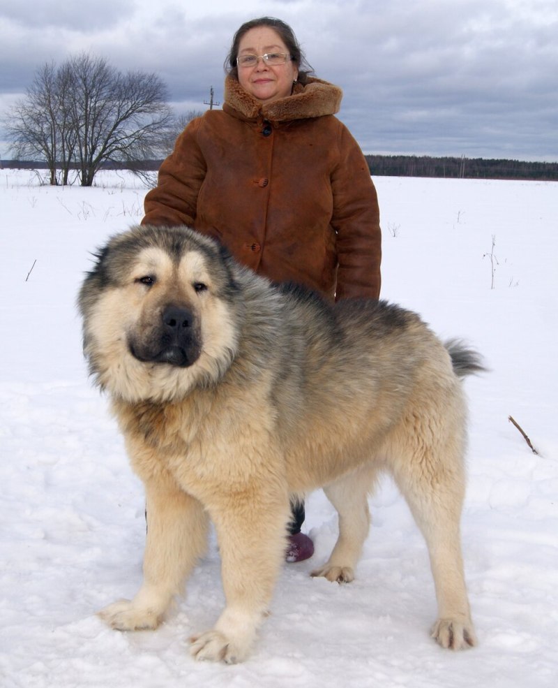 Кавказская овчарка