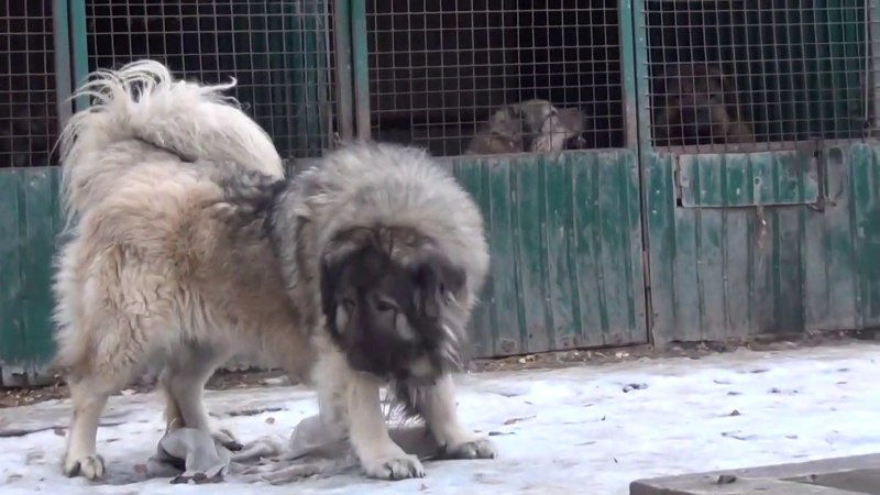 Надя Лаптева Кавказская овчарка