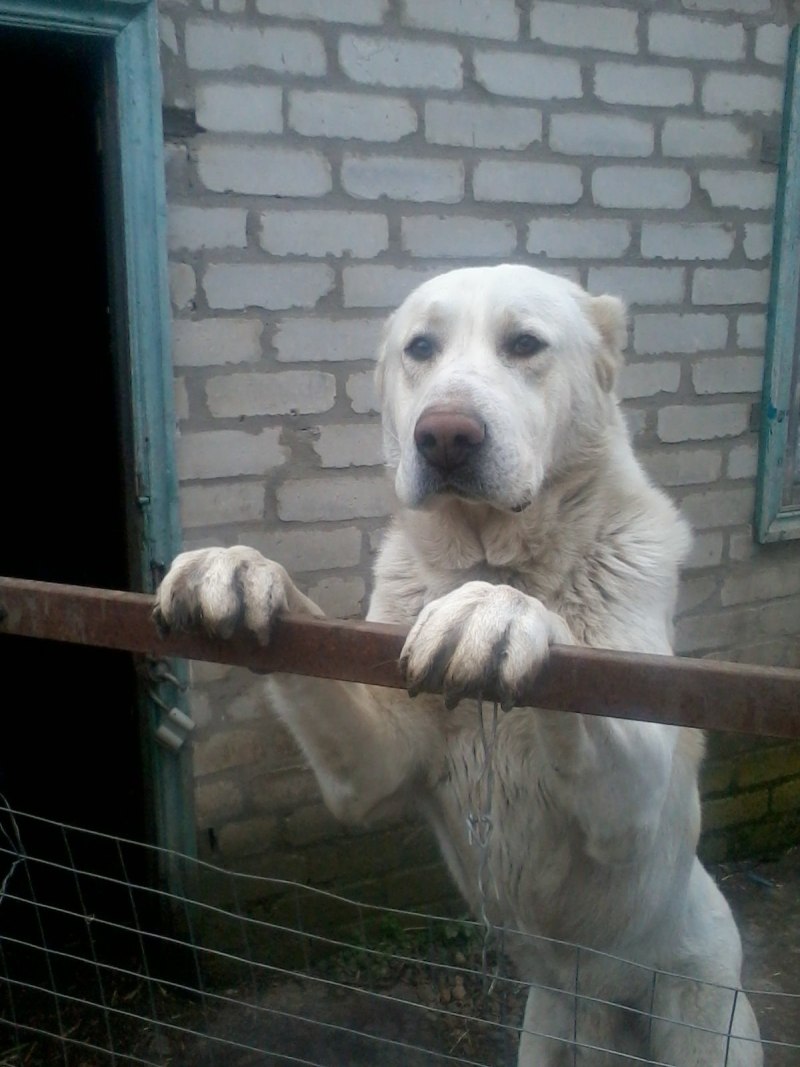 Турковский алабай
