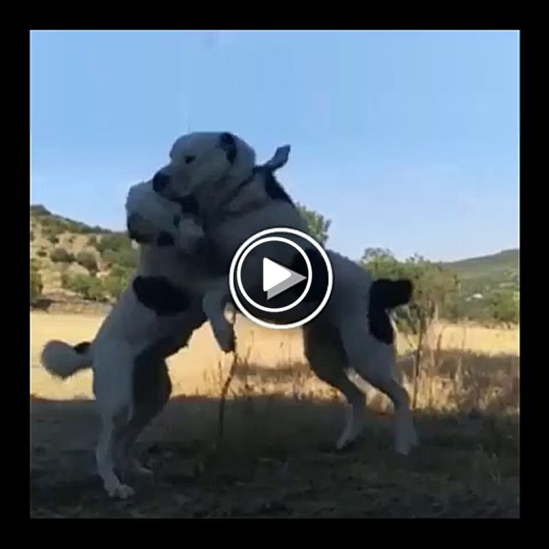 Алабай белый