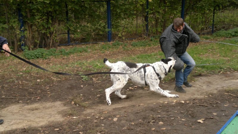 Алабай собака питомник Сатар