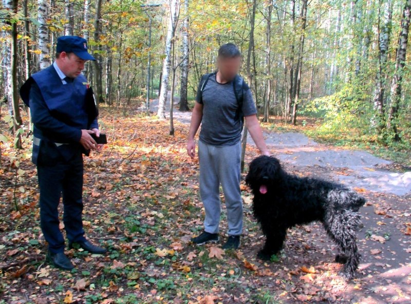 Выгул собак осень
