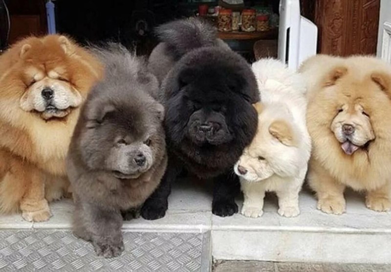 Кутята чау чау
