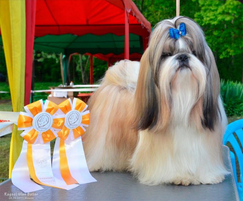 Ши тцу / Shih Tzu (208)