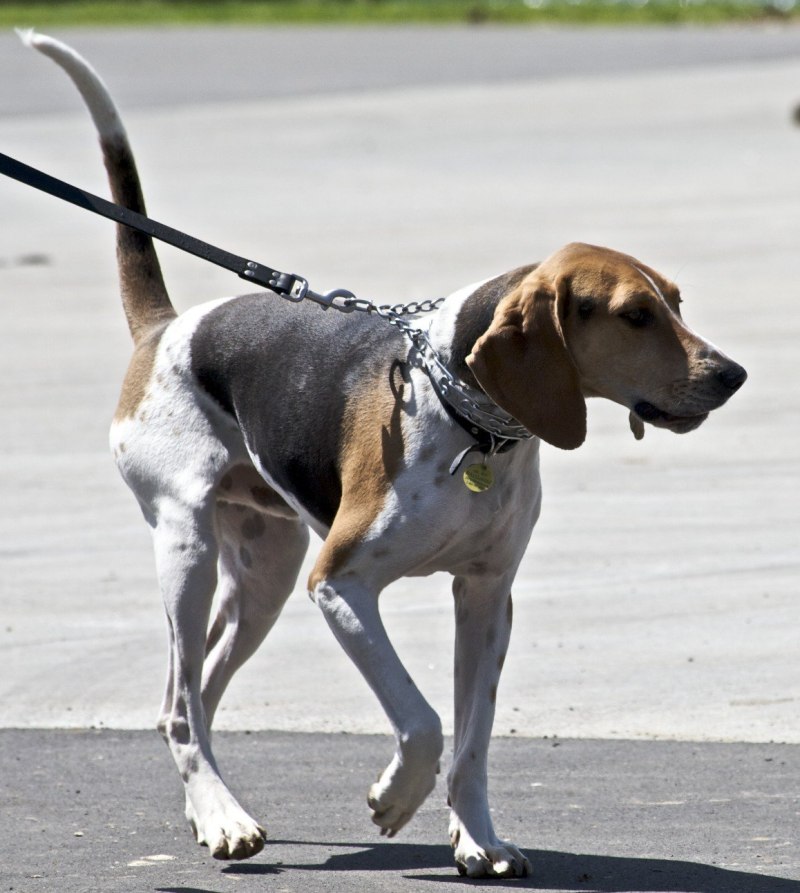Treeing Walker Coonhound порода