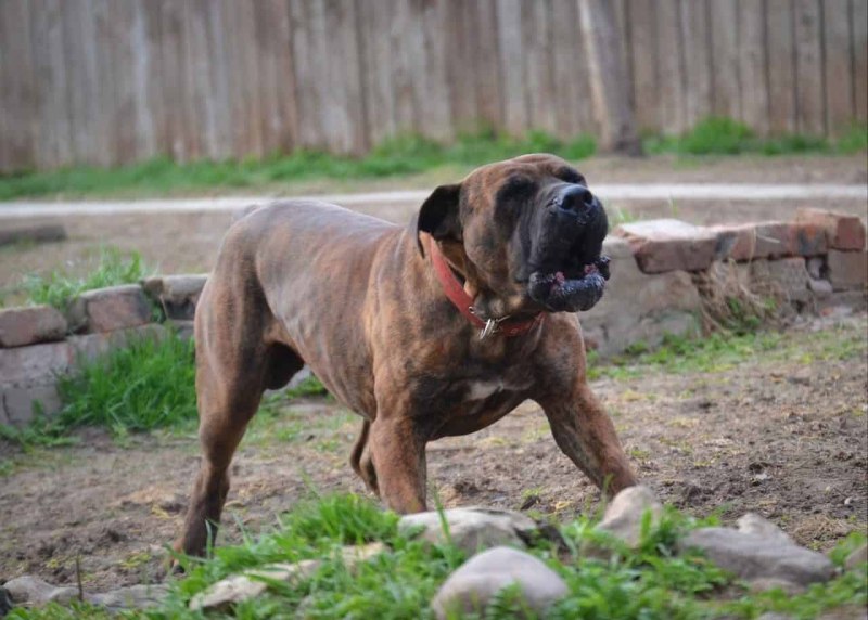 Boerboel собака