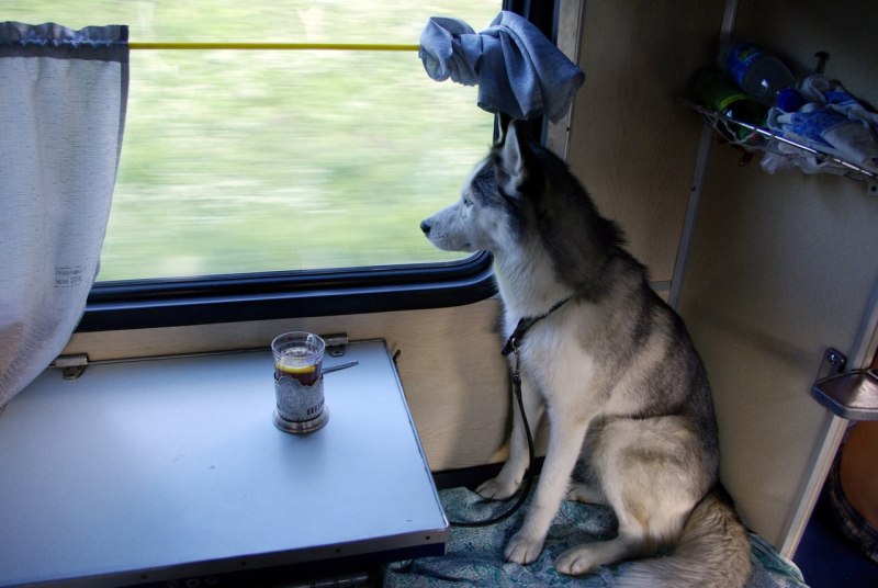 Собака в поезде