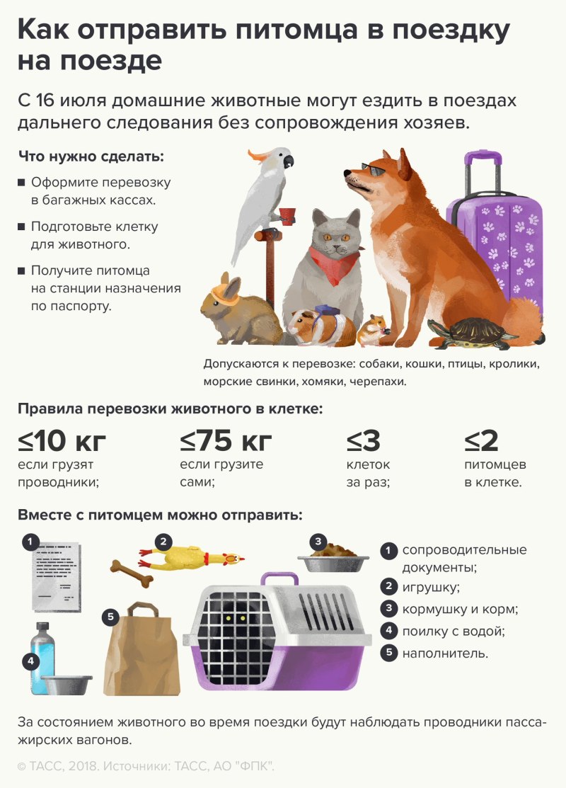 Правила перевозки животных