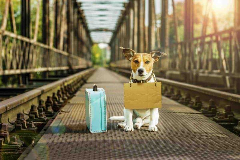 Bridge Dogs pics