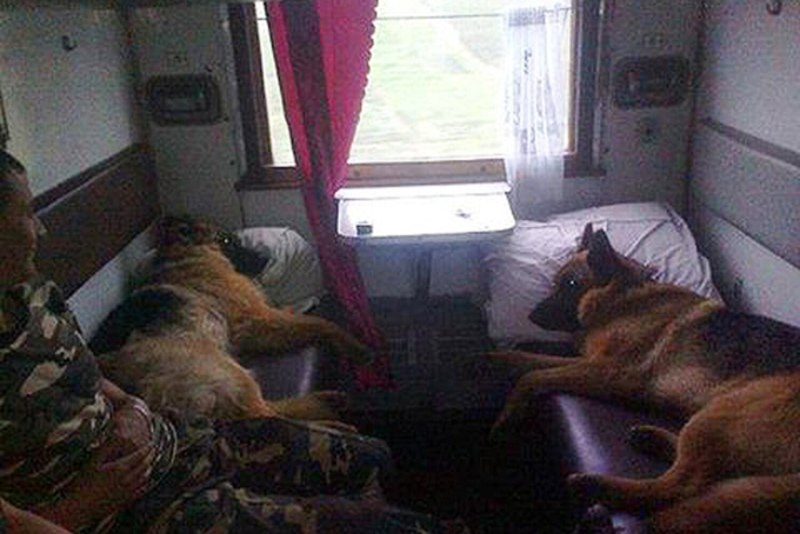 Собака в поезде