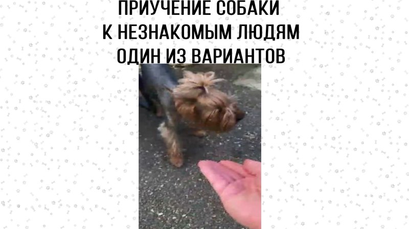 Как приучить собаку к имени