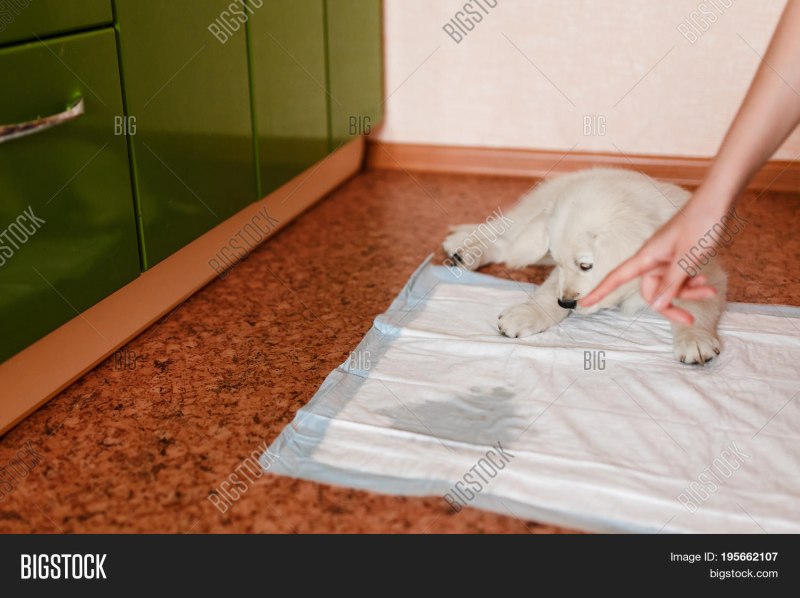 Приучить щенка к пеленке