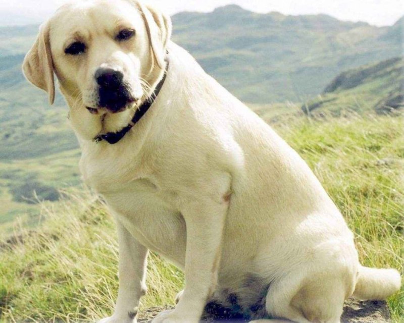 Лабрадор Retriever
