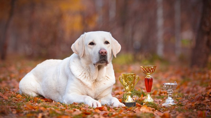 Лабрадор Retriever