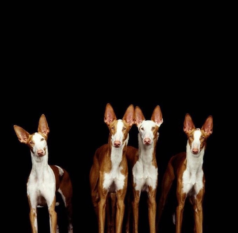 Ibizan Hound
