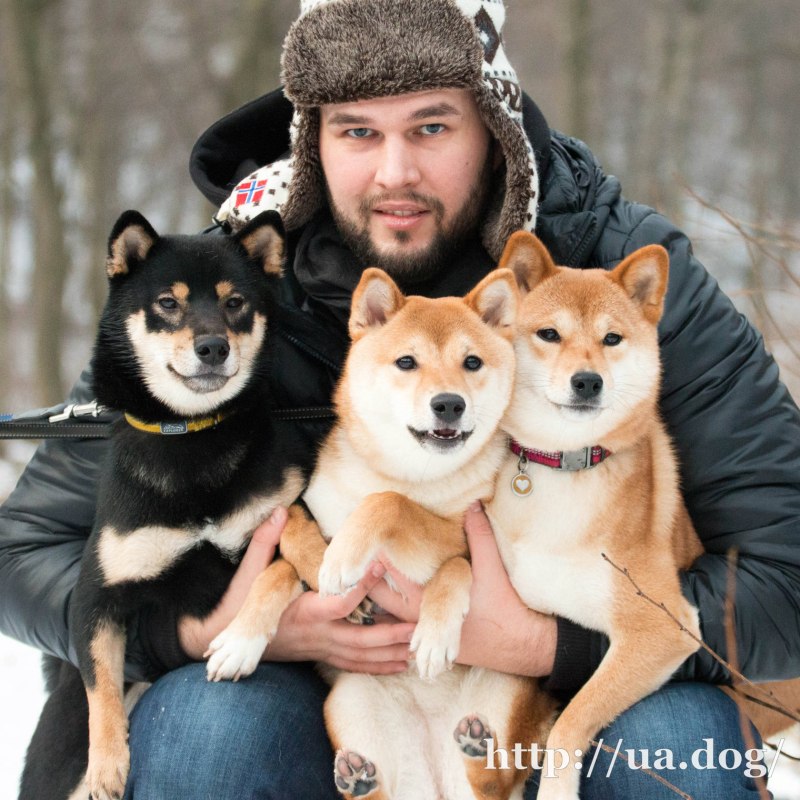 Сиба Шиба ину с человеком