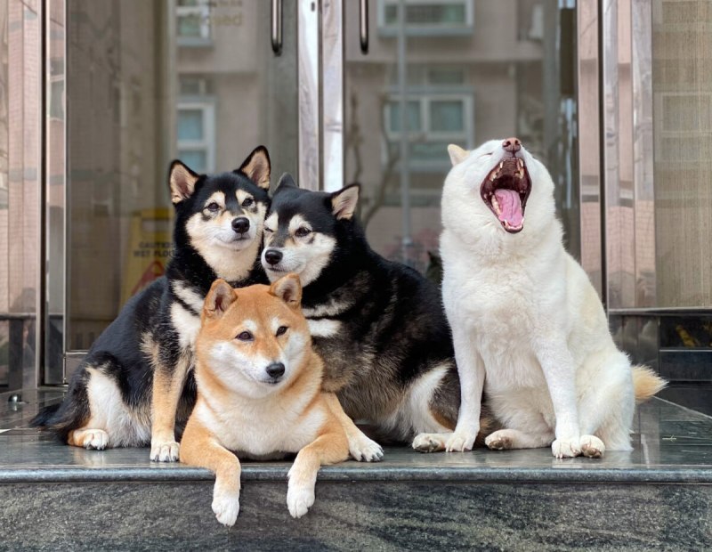 Сиба Йоко