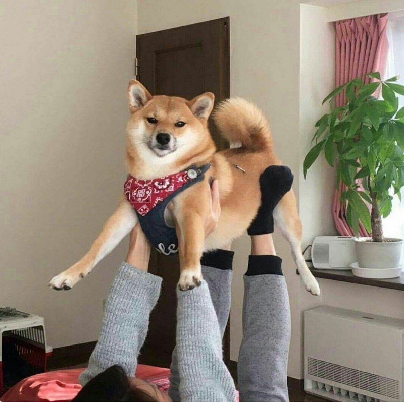 Сиба ину