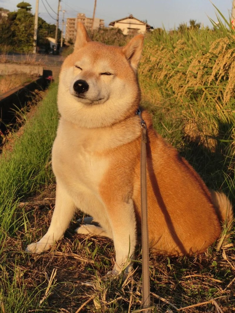 Шиба ину коин