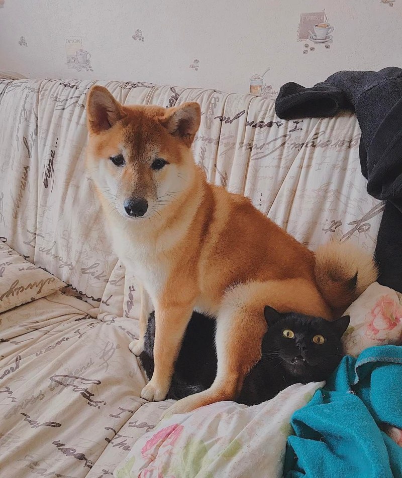 Сиба ину и кот