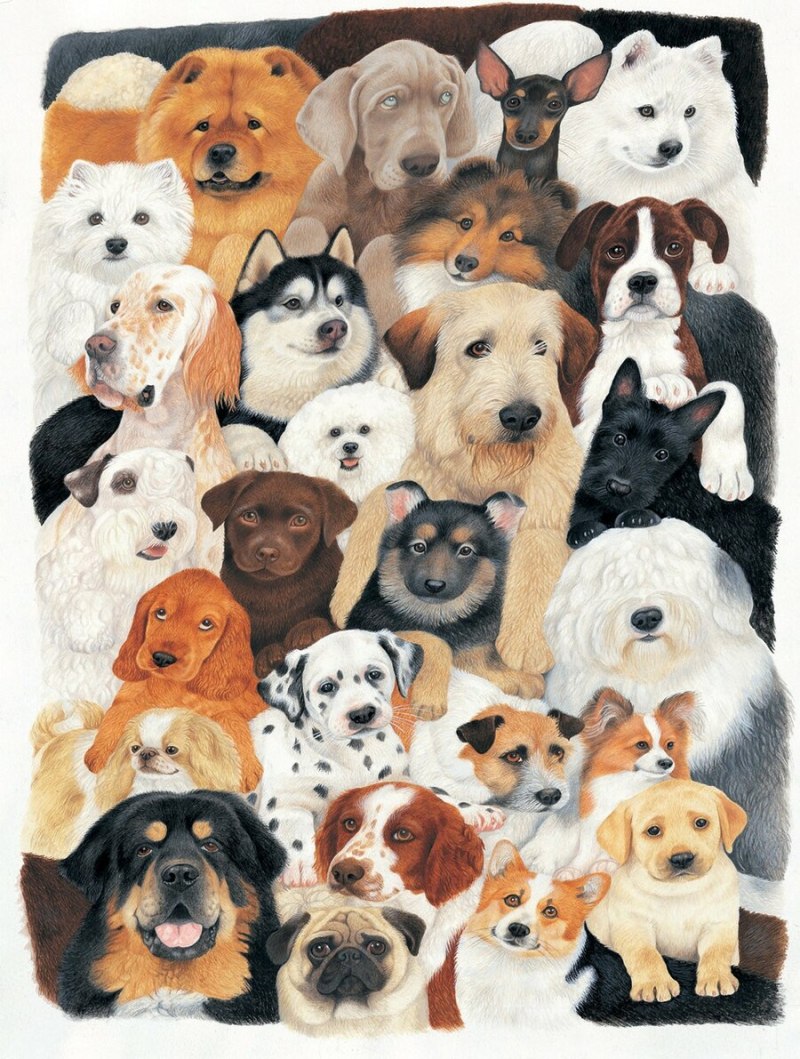 Коллаж из пород собак