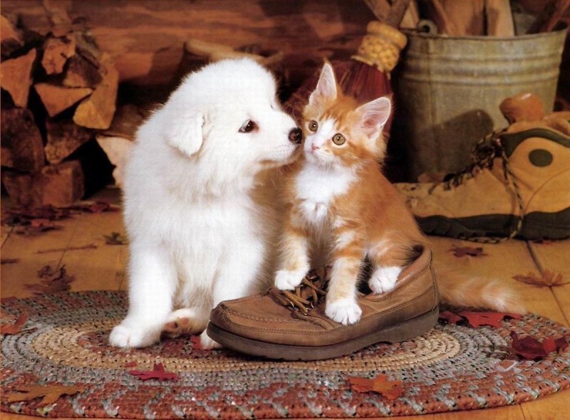 Щенки и котята вместе