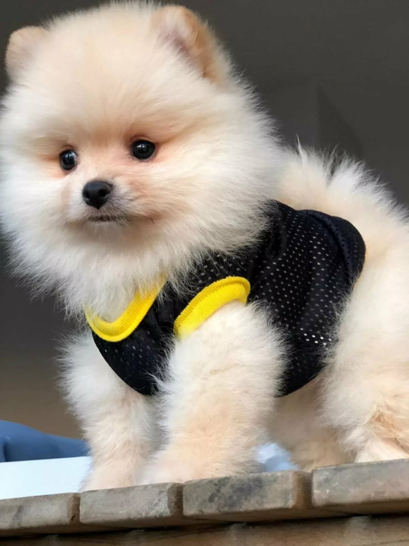 Шпиц Boo