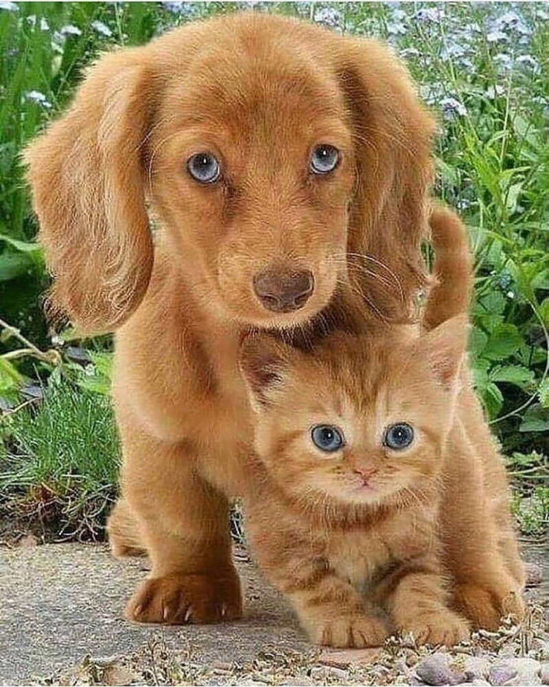 Забавные котята и щенки