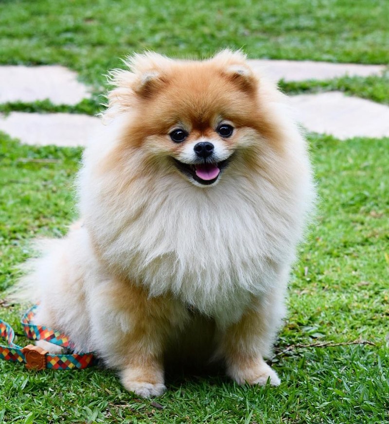 Шпиц cute Pomeranian