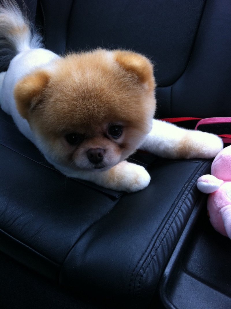 Померанский шпиц щенок Boo