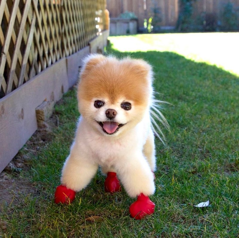 Померанский шпиц Boo