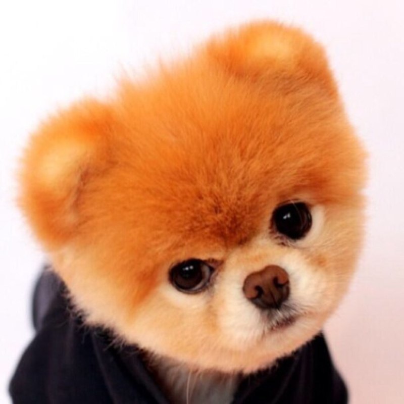 Померанский шпиц Boo