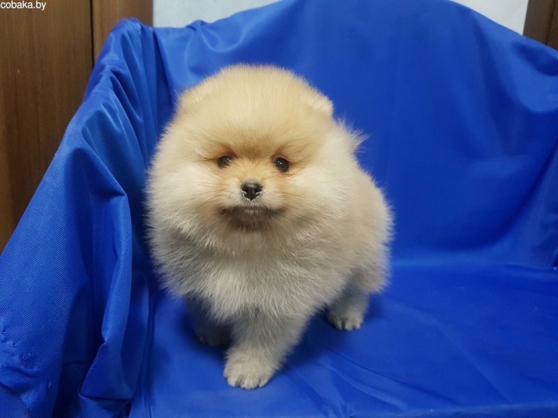 Померанский шпиц черный