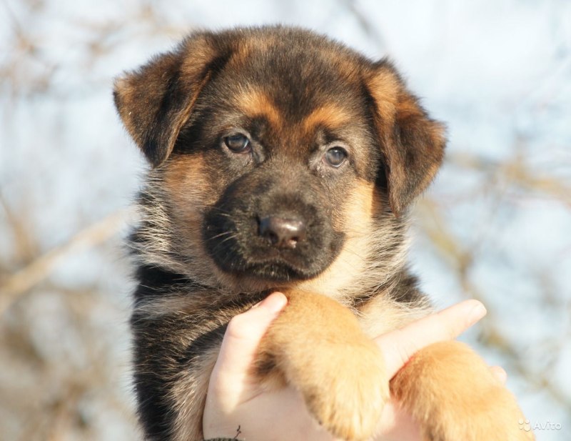 Корм Rottweiler
