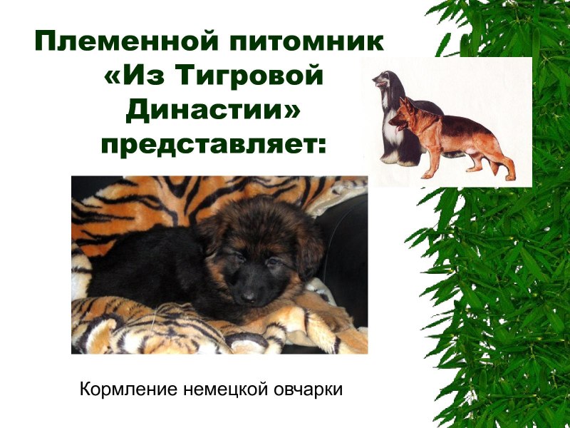 Щенки Восточно европейской овчарки Новорожденные