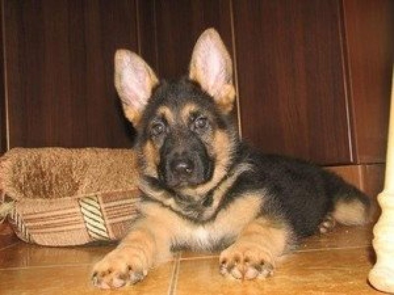 Корм для собак Rex