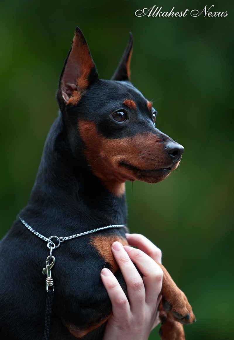 Miniature Pinscher Puppies for sale