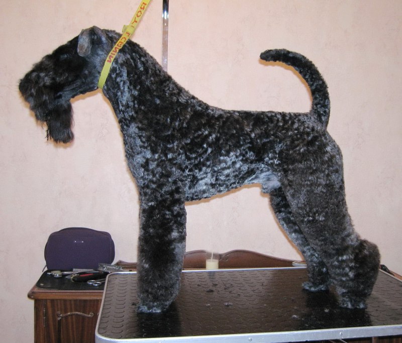 Terrier Group: Kerry Blue Terrier