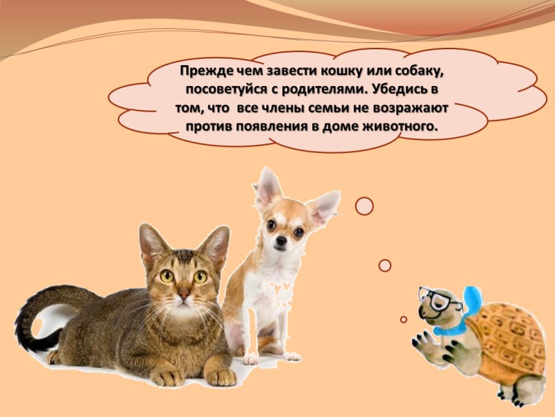 Собака откусывает когти