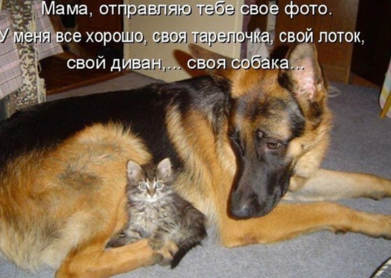 Покормите животных в Мороз