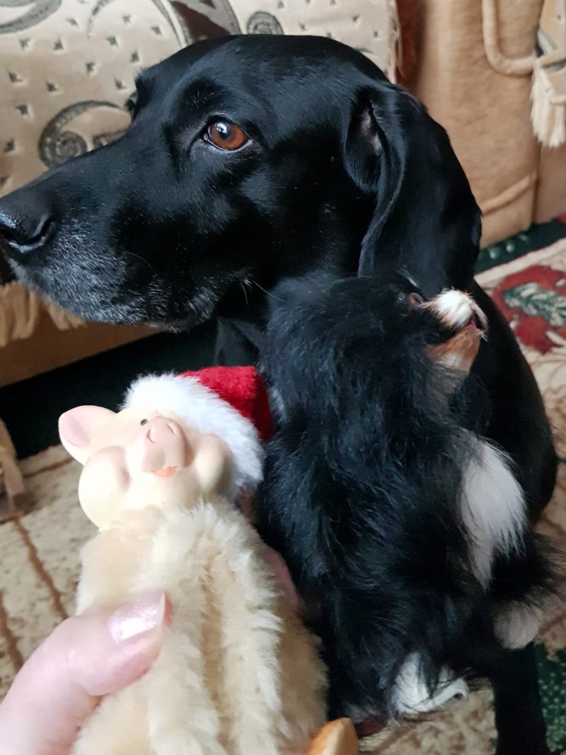 У каждого животного должен быть дом