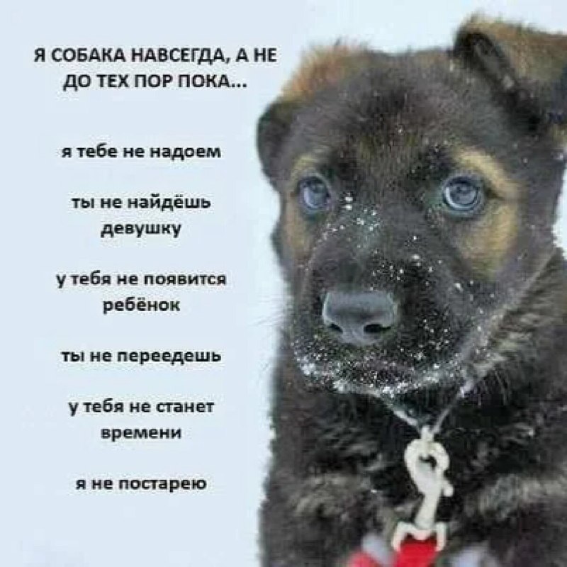 Брошенные животные