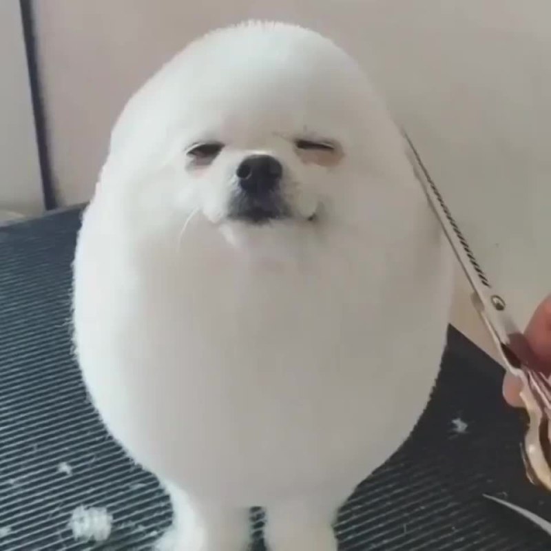 Круглая собака