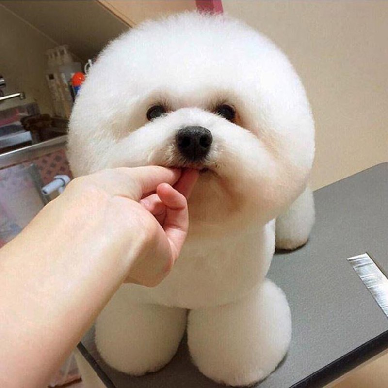 Круглая собачка